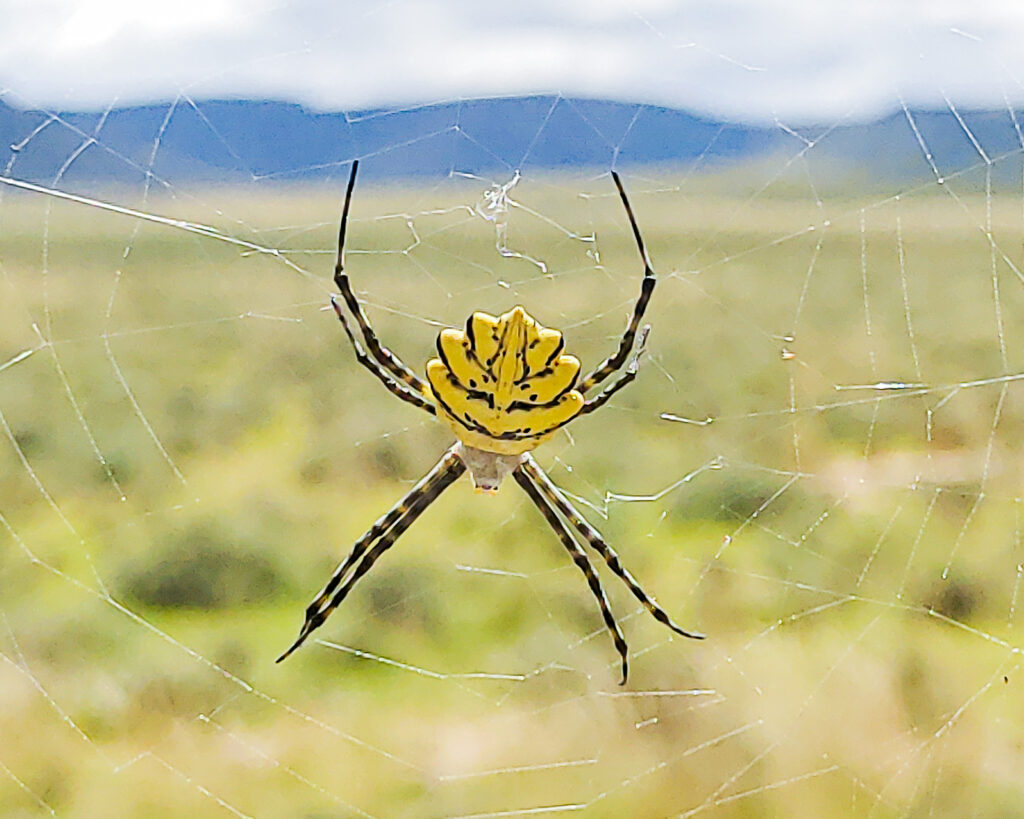 Orb Weaver