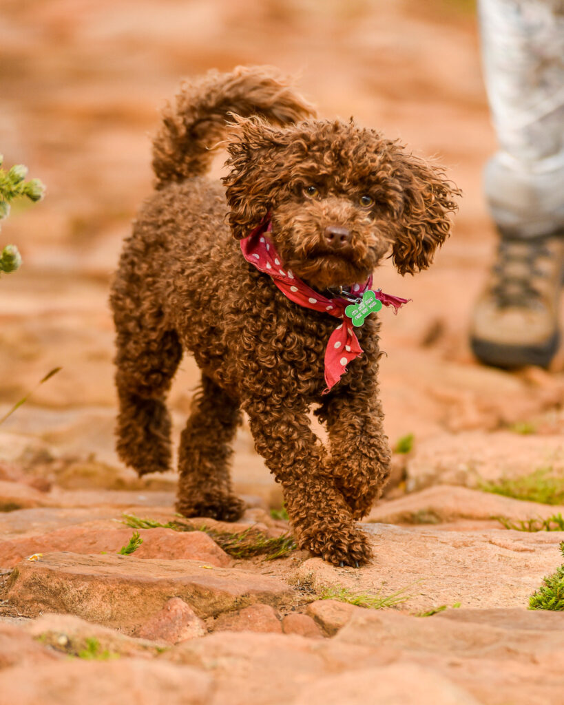 The fluffiest trail doggy